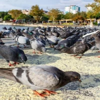 Pigeon Guano Cleaning 0
